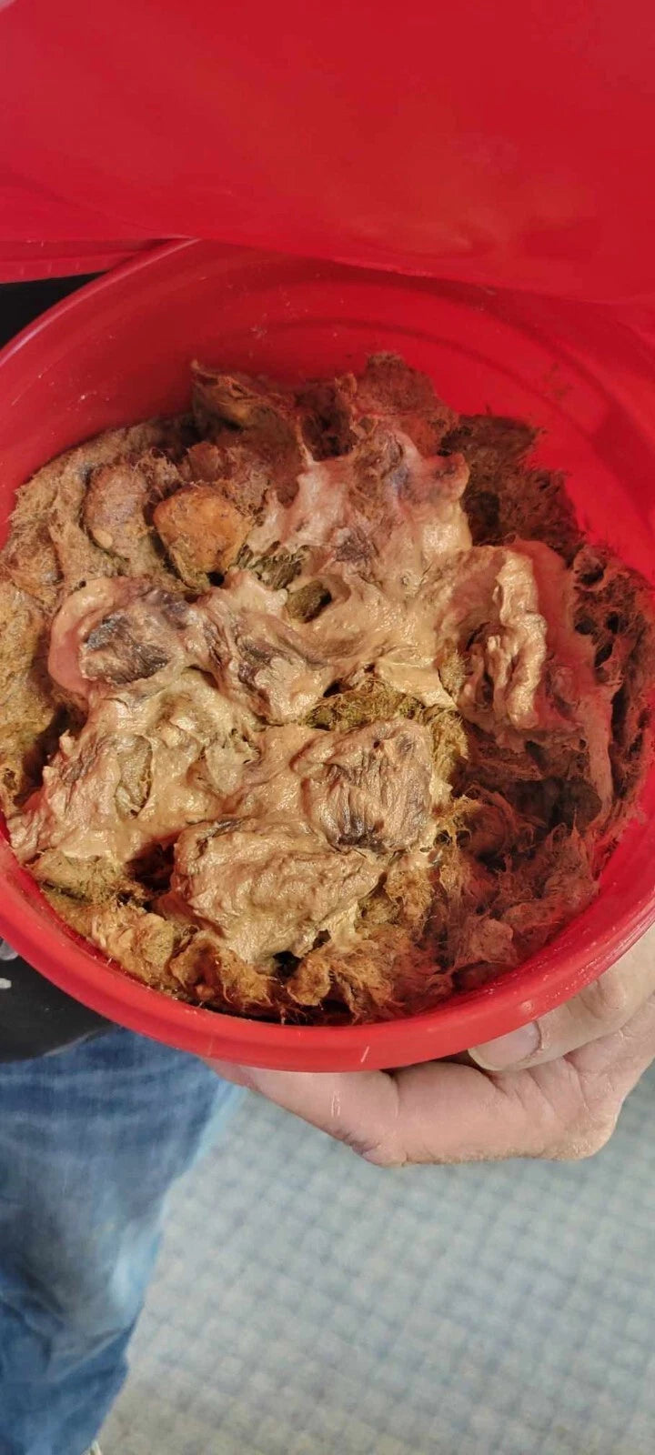Suki Gizzard Catfish Bait made by Danny King 7# (1 gal) with Actual Gizzards